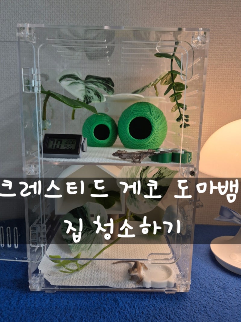크레스티드 게코 도마뱀 집 청소하기
