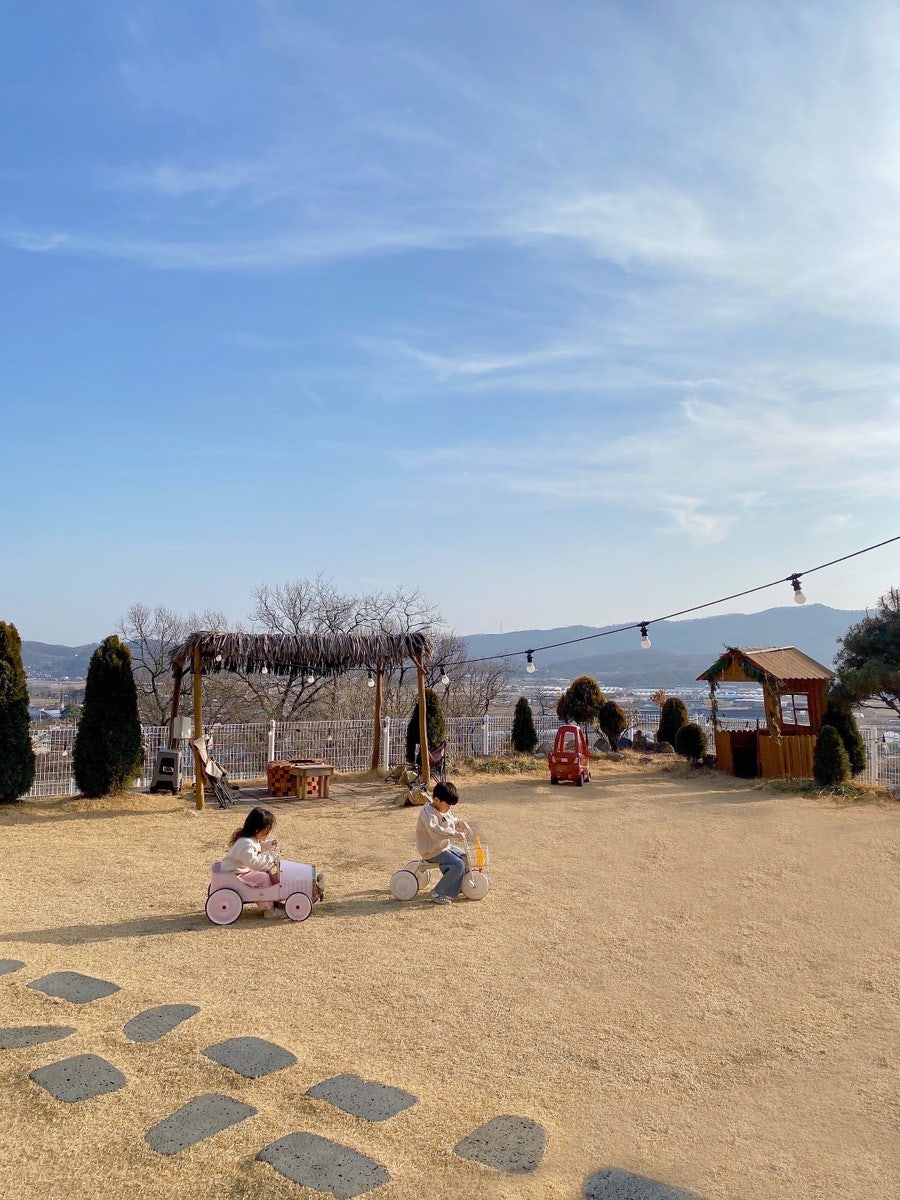 비행기나무 사진 3