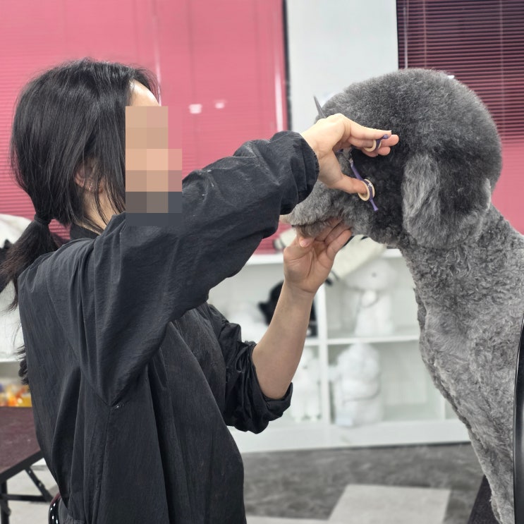  안양애견미용학원 교육비 지원 조건과 신청방법