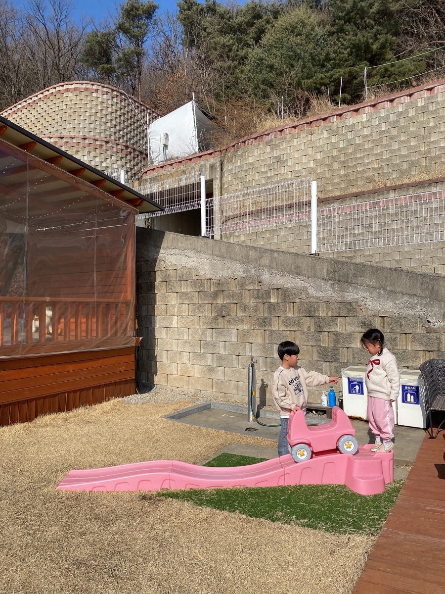 비행기나무 사진 6