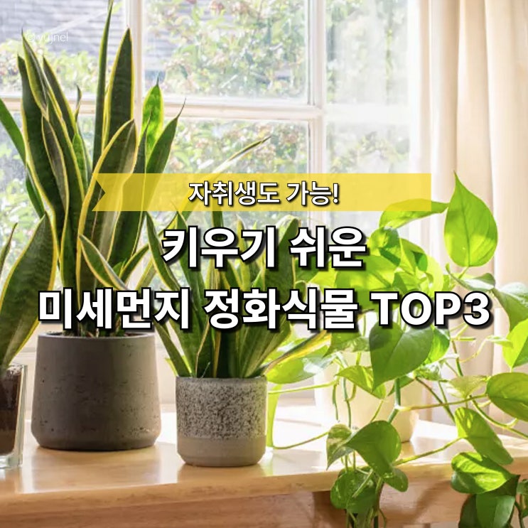  "키우기 어려우면 소용 없어요" 미세먼지 정화식물, 결국 찾는건 이 3가지