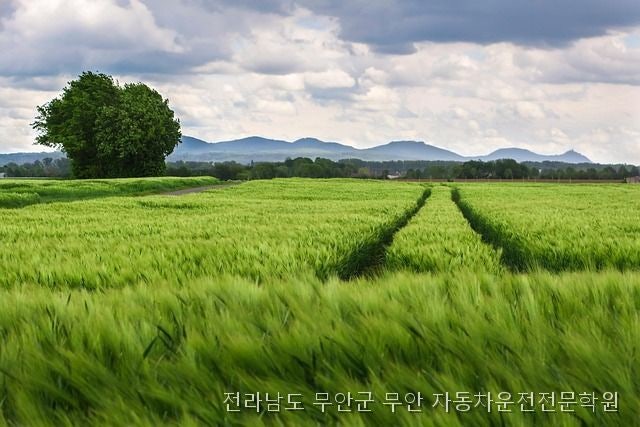 무안자동차운전전문학원 사진 3