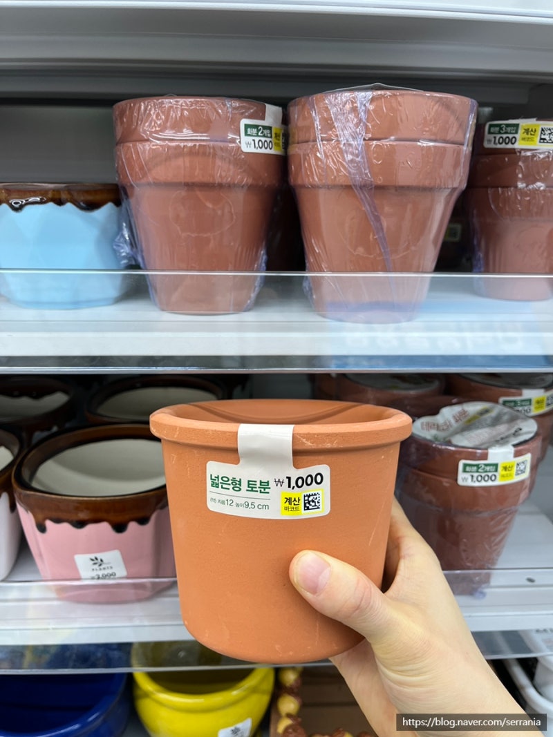 다이소 신상 토분 투명 슬릿분과 마음에 쏙 드는 원예용품들