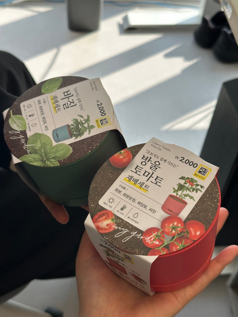 다이소 방울토마토｜실내에서 방울토마토 키우기