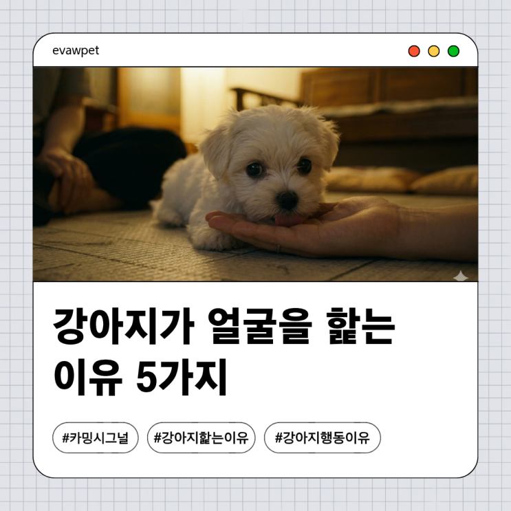  강아지가 얼굴을 핥는 이유 5가지, 단순한 애정표현일까? (카밍 시그널 총정리)