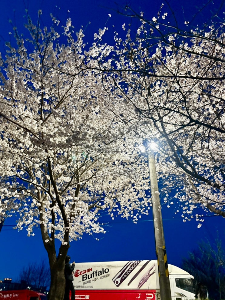  2026 강원도 벚꽃 개화시기 총정리｜강릉·춘천·원주 벚꽃 명소