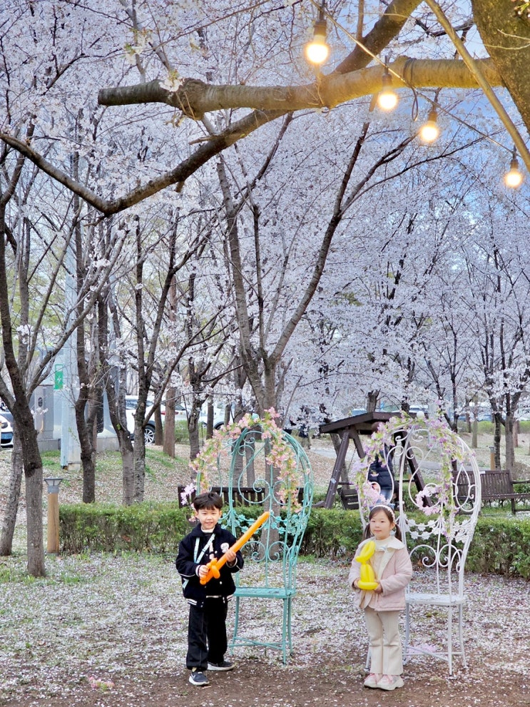  2026 울주 작천정 벚꽃축제 일정 주차 울산 아이랑