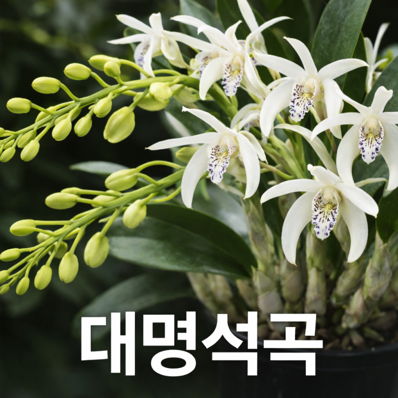 대명석곡 키우기 꽃대 분갈이 완벽 가이드