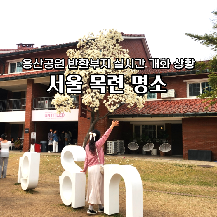  서울 목련 명소 용산공원 반환부지 실시간 개화 상황