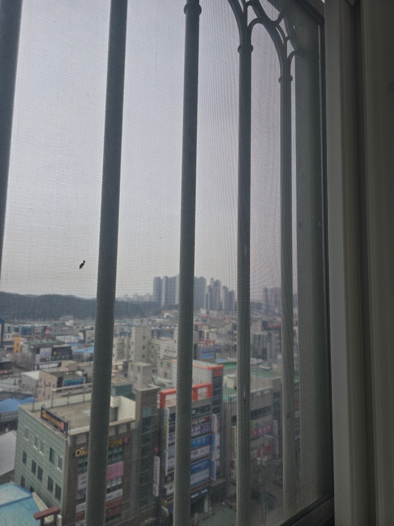 ️ 우리 집에서 비둘기가 사라진 이유 - 난간에서 비둘기 퇴치하는 방법