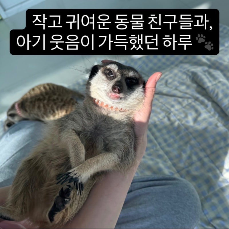 파주 아이와 가볼만한곳 추천! 아기랑 다녀온 특별한 동물 체험 미어캣 프렌즈 후기