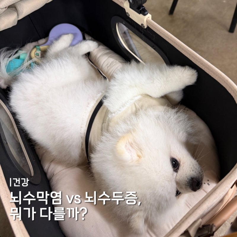 강아지 뇌수막염 증상 vs 뇌수두증, 뭐가 다를까?