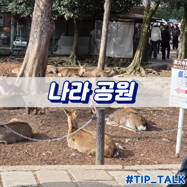  오사카 나라공원 사슴체험 및 먹이가격