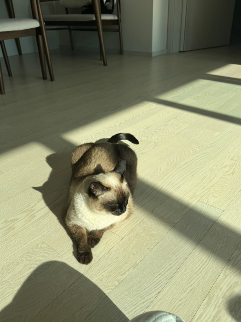 조공 프리미엄 레드오메가3, 보타닉 / 고양이 오메가3, 항산화제 추천
