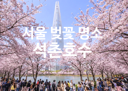  석촌호수 벚꽃 축제 일정 및 실시간 개화 현황 잠실 데이트 코스