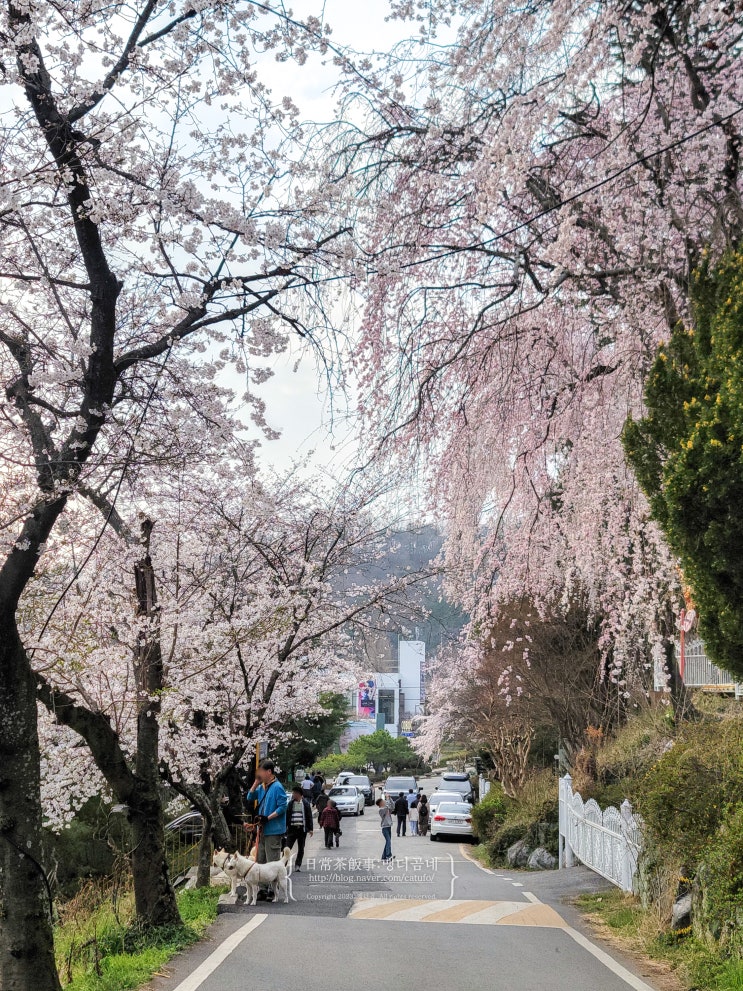 광주 지산유원지 벚꽃 개화 3월 29일 조대 벚꽃도 살짝