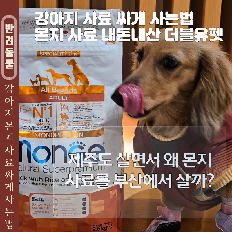 더블유펫