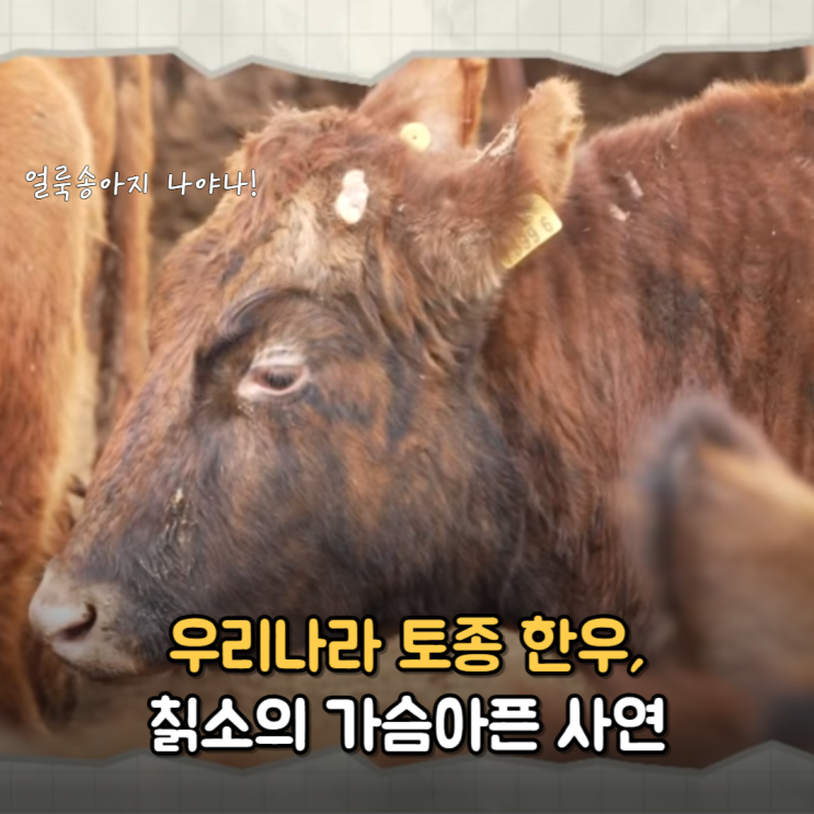  얼룩송아지 동요 주인공 칡소 호반우, 왜 자꾸 사라질까요?