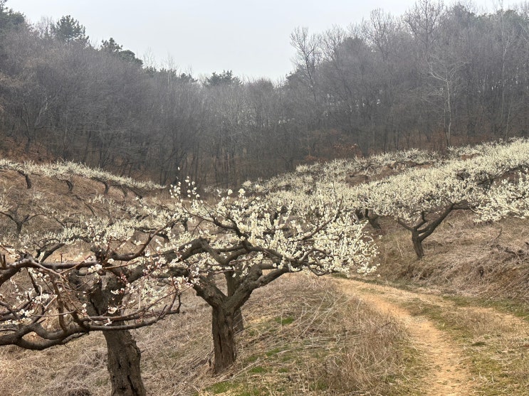  아산 매화 명소 정매원 매실농장ㅣ광양매화축제 부럽지 않은 곳