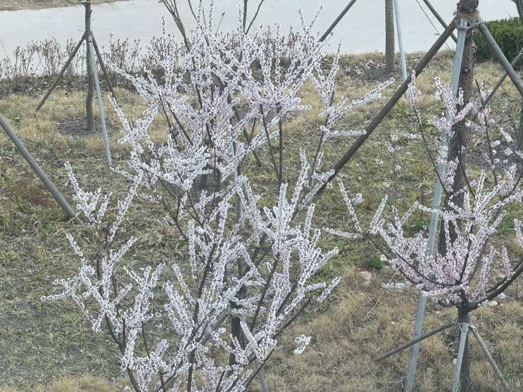  50. 인공수정 1차 비임신 종결(?!)(11일차 단호박)