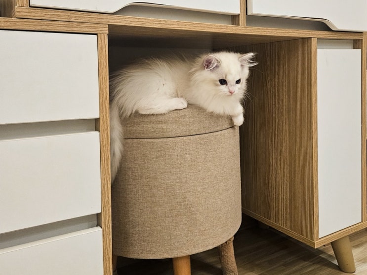  고양이 밥 안 먹을 때, 몇 시간까지 괜찮을까?｜입양 후 식사 거부 체크 포인트