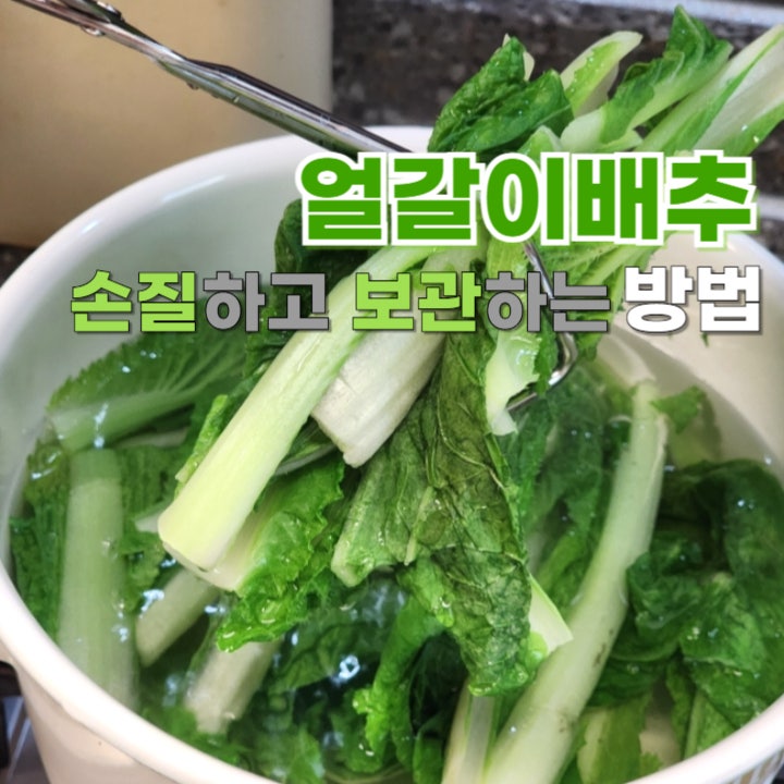 얼갈이배추 손질방법 및 오래 보관하는 법(냉동보관 얼갈이 해동 후 요리)