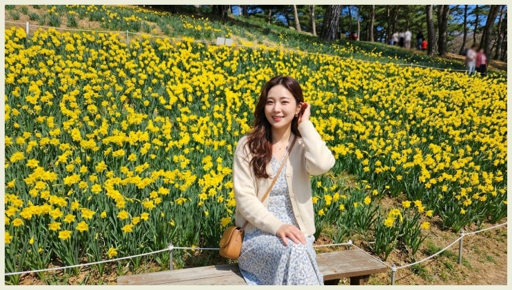  올해 벚꽃 말고 여기요! 서산 유기방가옥 수선화 축제 실시간 총정리