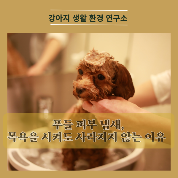  푸들 피부 냄새, 목욕을 아무리 해도 냄새가 사라지지 않는 이유