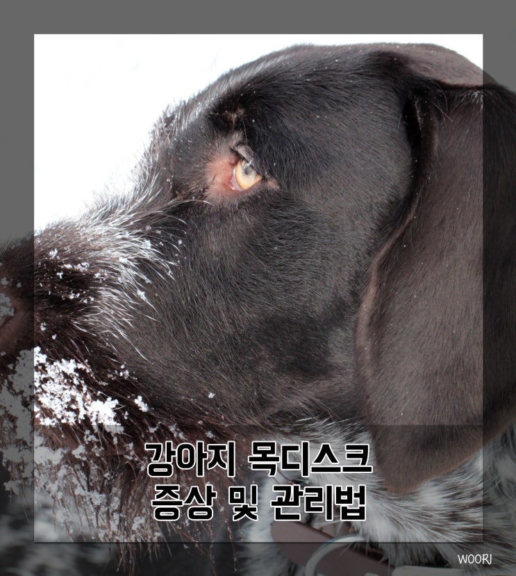  강아지 목디스크 증상 및 관리법