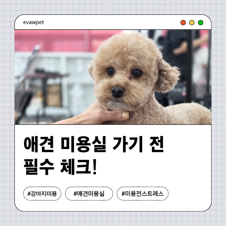  강아지 미용스트레스, 애견 미용실 가기 전 필수 체크!