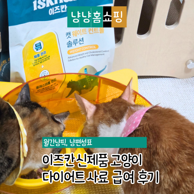  이즈칸 신제품 고양이 다이어트 사료 웨이트 컨트롤 솔루션 실제 급여 후기