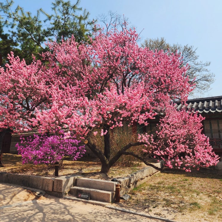  [종로] 창덕궁 매화/홍매화 실시간(벚꽃 개화시기)