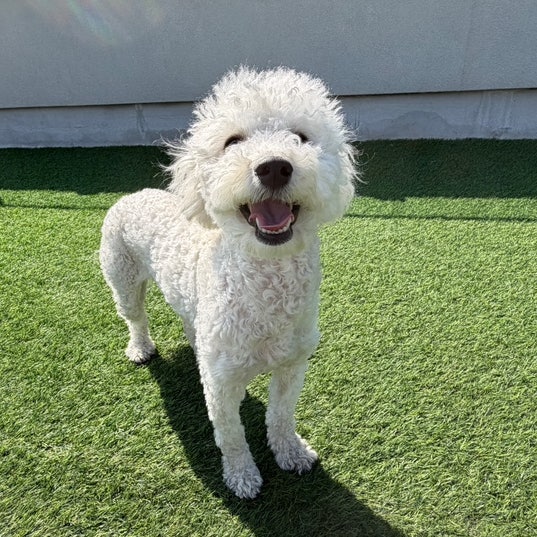  성수 애견 유치원 성수 퍼피 숲의 집 5kg 1살 푸숑 1일 체험 후기