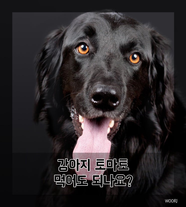  강아지 토마토 먹어도 되나요?