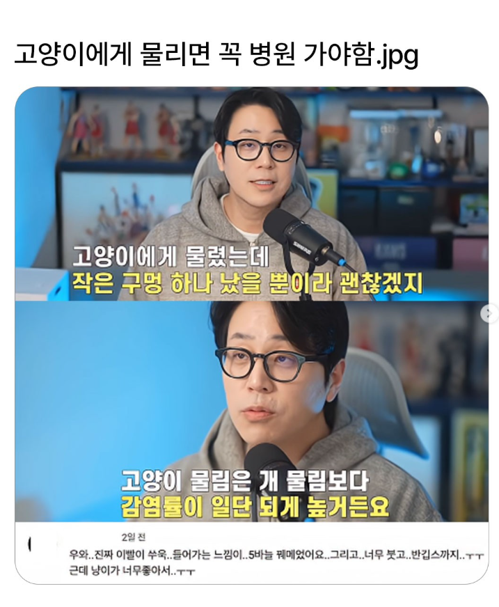  고양이에게 물리면 꼭 병원 가야하는 이유