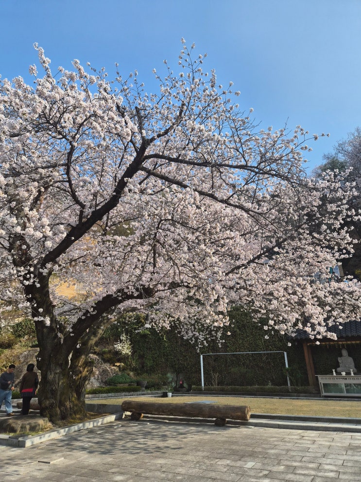  [실시간] 어제 다녀온 울산 선암호수공원, 보현사 벚꽃 지붕 아래서 꽃비 맞고 왔어요! 