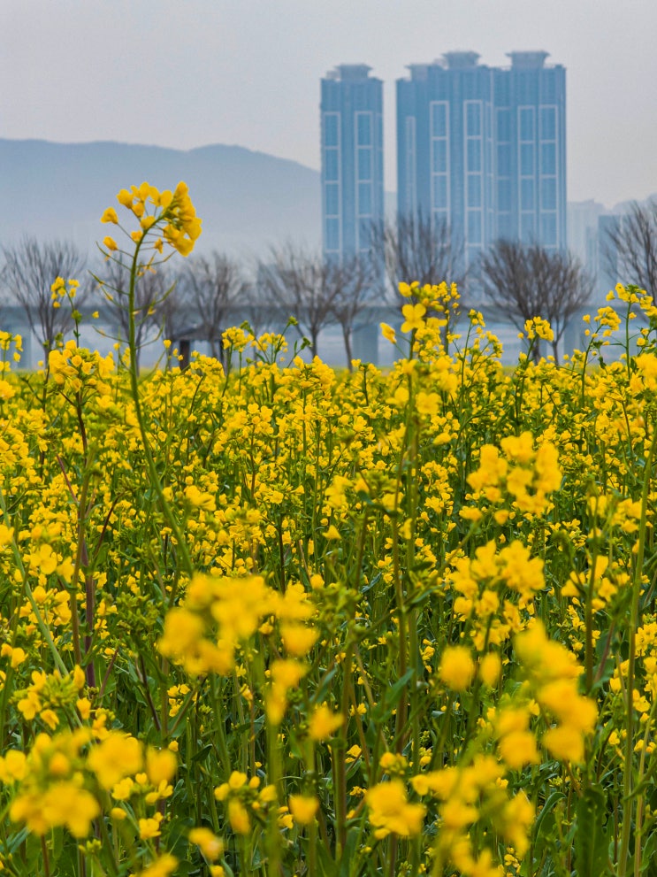  유채꽃과 벚꽃을 모두 볼 수 있는 부산 대저생태공원(주차장, 강서 벚꽃축제)