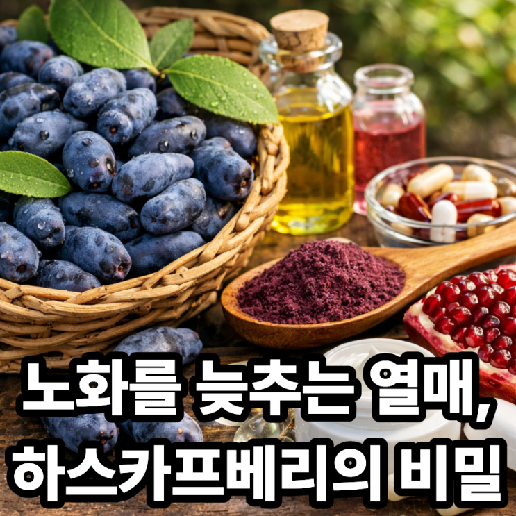  하스카프베리와 노화 방지, 폴리페놀의 역할
