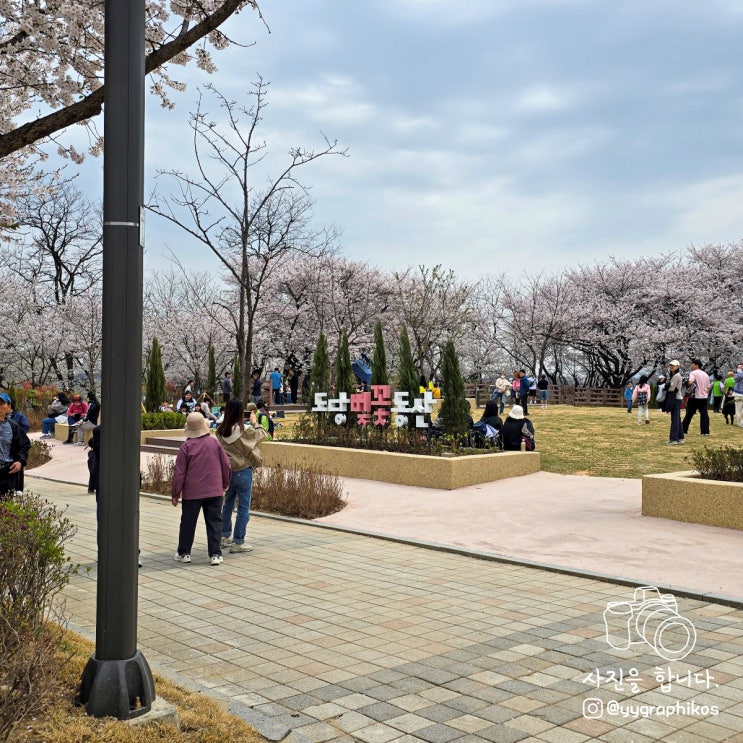  [경기도 부천시 도당동] 서울 근교 봄 가볼만한곳 - 부천 도당산 벚꽃축제