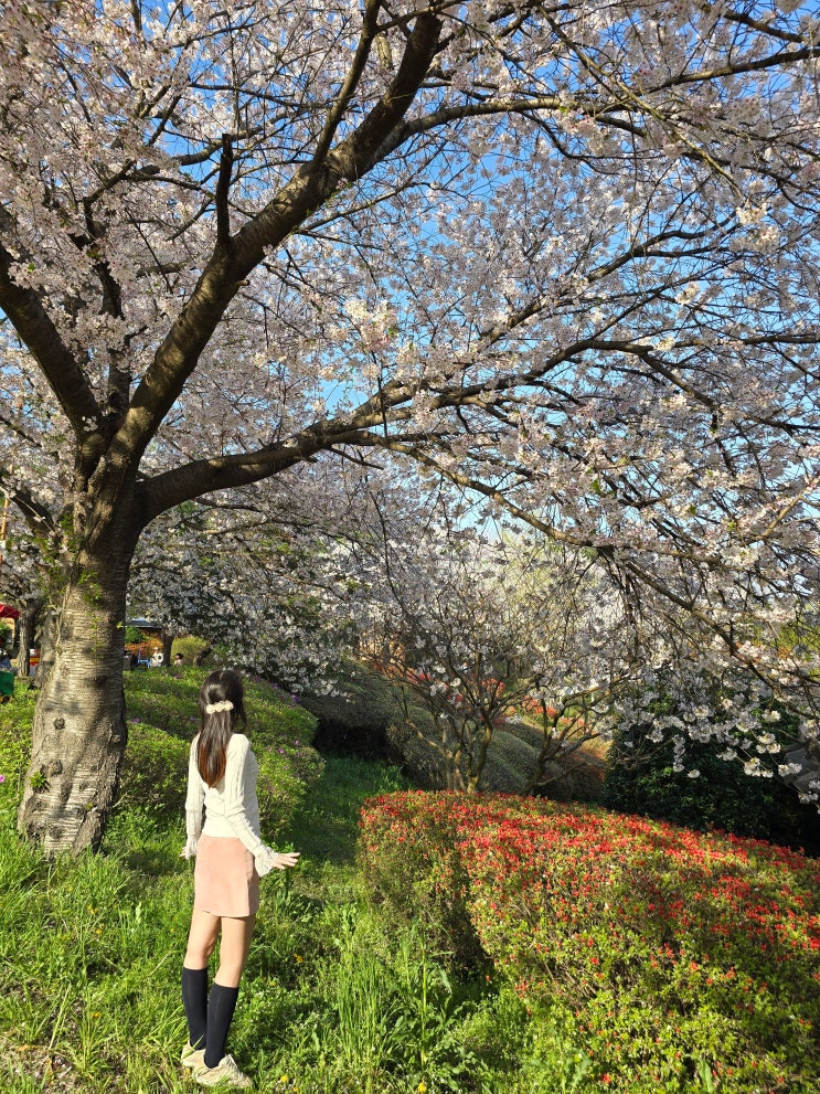  나주 가볼만한곳 전남 벚꽃 명소 실시간 나주 한수제