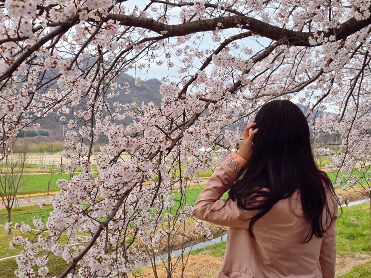  양산 황산공원 벚꽃 실시간, 물금벚꽃축제 주차 일정 가수 총정리!