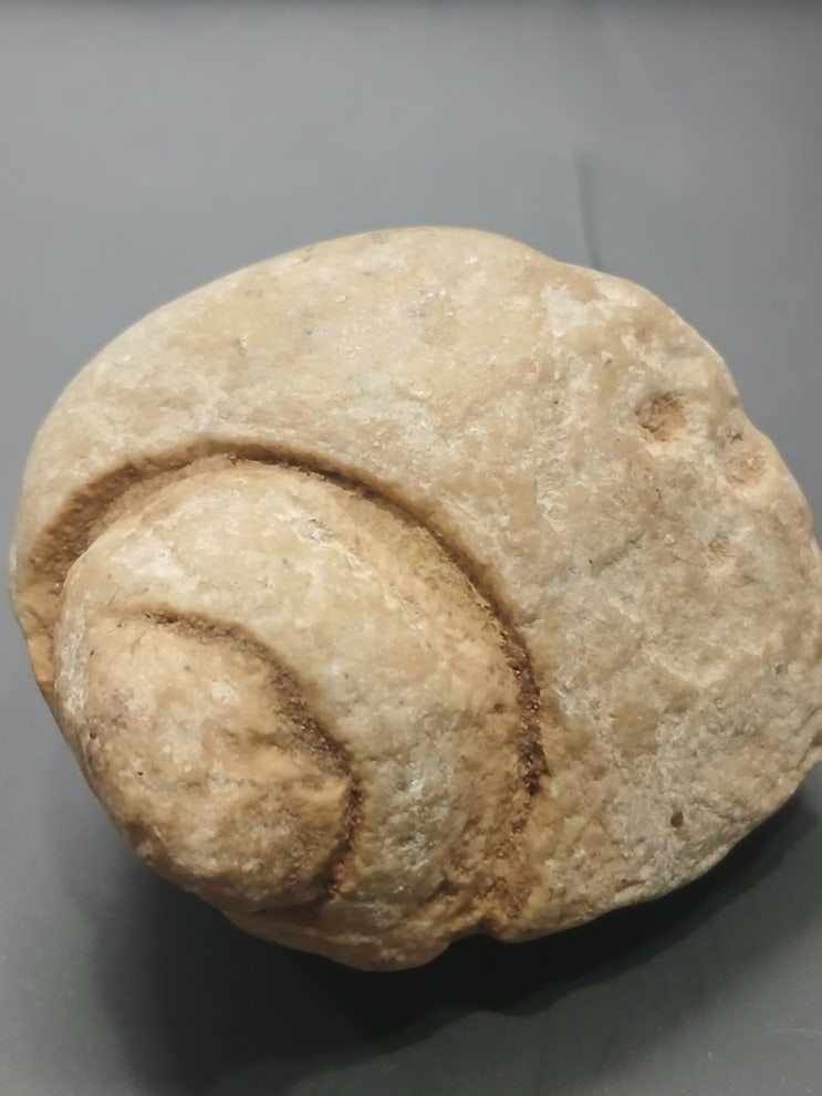 바다 달팽이 화석(Fossil Sea Snail,Gastropod Fossil)