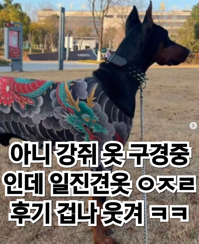  강아지 일진견옷(타투옷) 후기ㅋㅋ