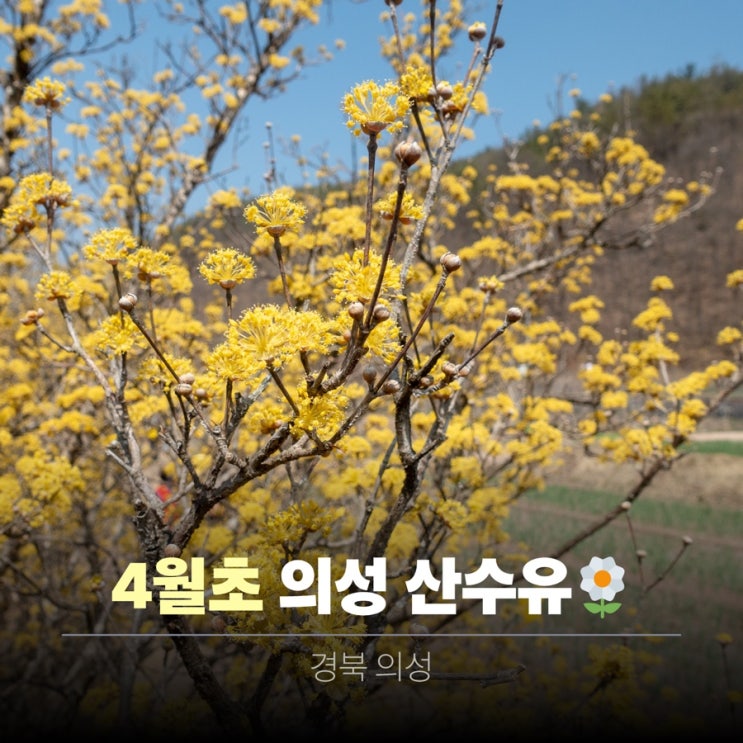  의성 산수유 마을 개화 현황 26년 3월 29일