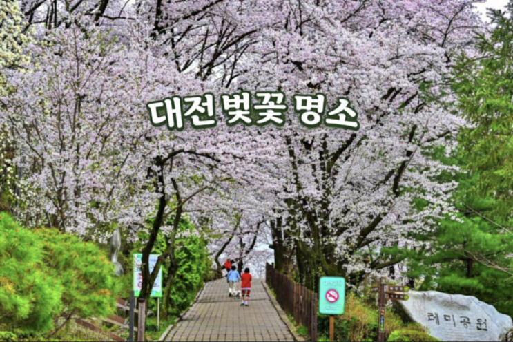  대전 벚꽃명소, 같은 봄인데 만족도가 갈리는 이유