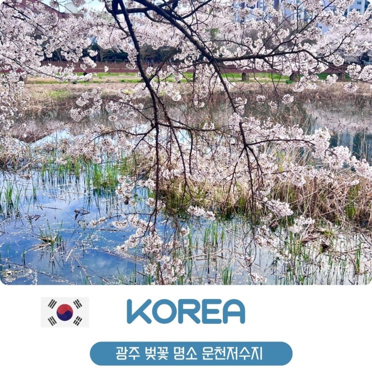  광주 벚꽃 명소 운천저수지 카페 실시간 개화 현황 3월 31일 기준