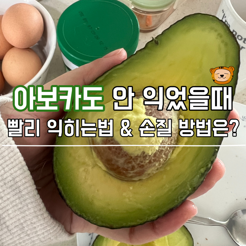 아보카도 후숙 빨리 숙성 익히는법 손질 방법은?