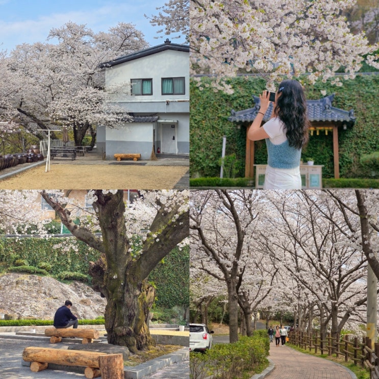  울산 벚꽃 명소 선암호수공원 보현사 절 4월 가볼만한곳