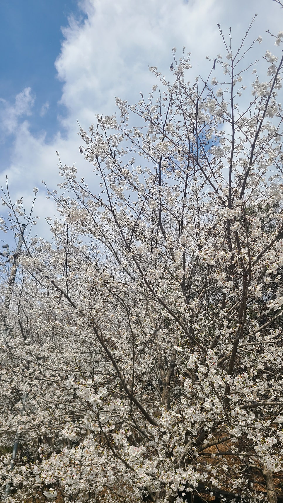 일심제 사진 5
