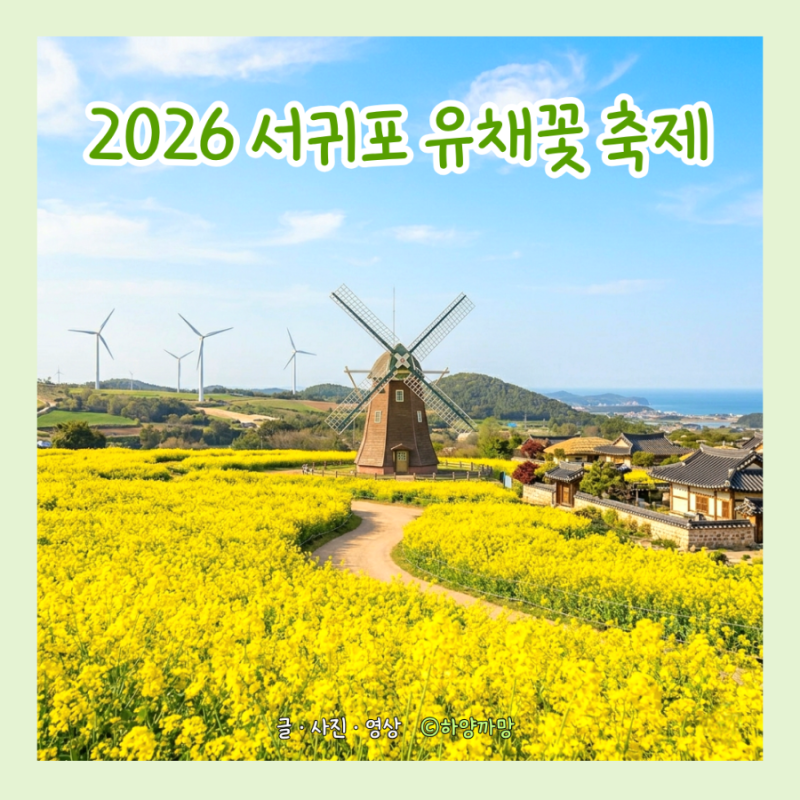 2026 서귀포 유채꽃축제 일정·주차·야간개장 총정리 | 제주 녹산로 유채꽃 명소